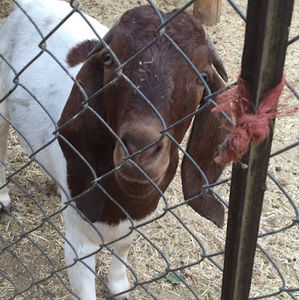 Meet your Posher, Chase